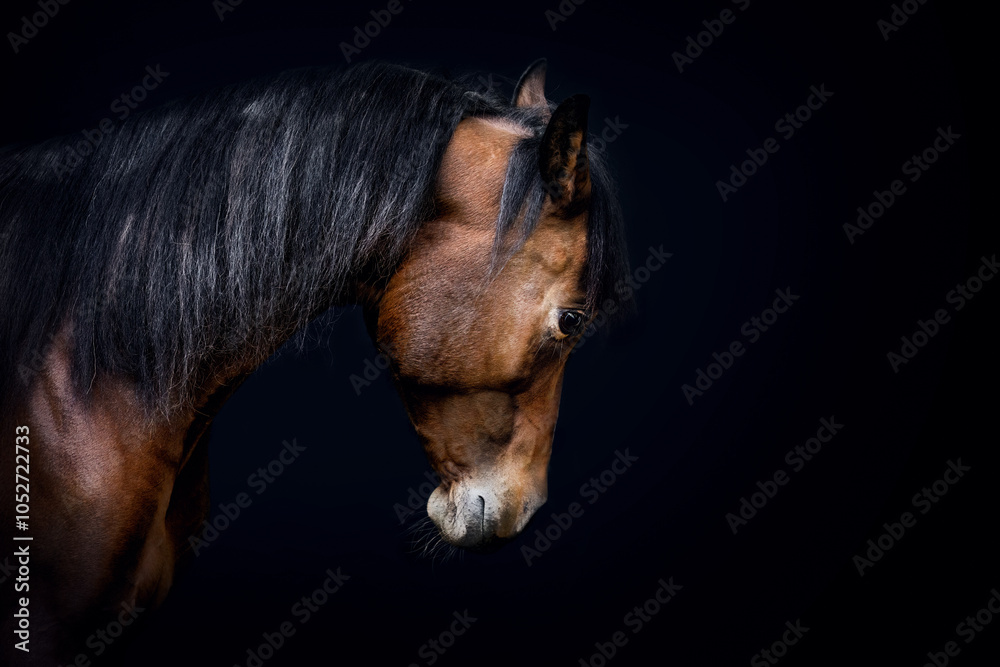 Obraz premium Head portrait of a bay brown arab horse in front of black background, equine black shot portrait
