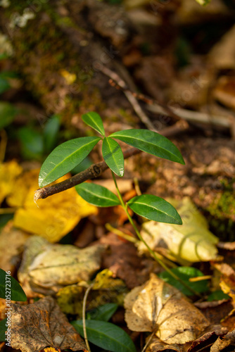 Green plant and fallen leaves on the ground in autumn forest. Autumn forest scene. Periwinkle (Vinca minor) in forest.