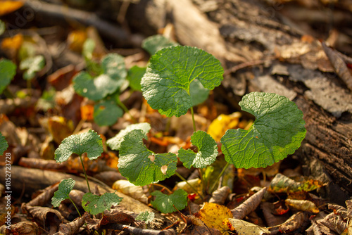Green plant and fallen leaves on the ground in autumn forest. Autumn forest scene.