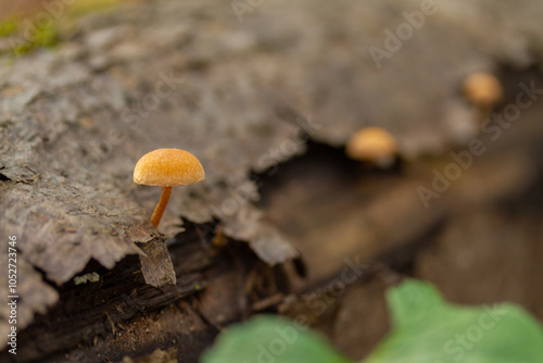 Small orange mushroom on a tree