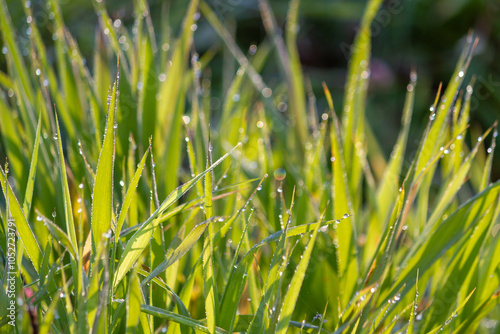 Bright green grass in morning dew