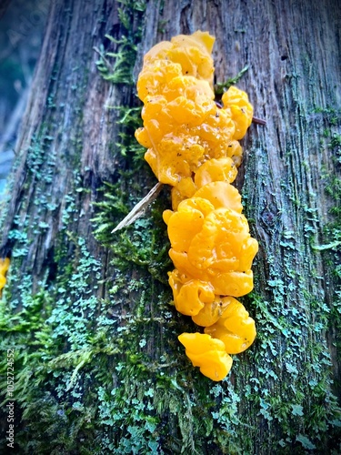 Tremella Mesenterica, a common jelly fungus also known as Witch’s Butter. photo