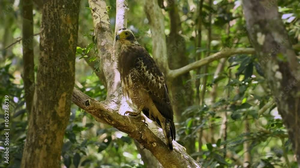 Fresh Look at Crested Serpent Eagle Spilornis Cheela Is Medium Sized Bird Of