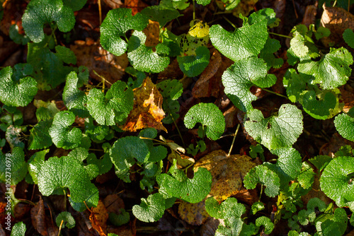 Green plants with heart shaped leaves in autumn forest among fallen leaves. Autumn nature background with forest plants.