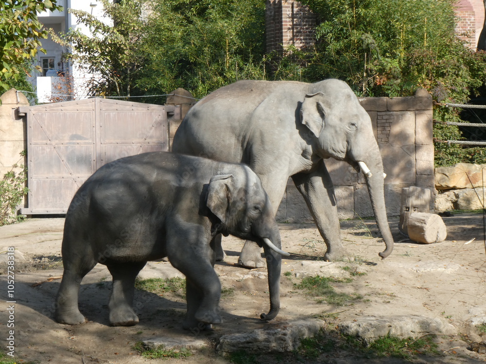 Naklejka premium Zoo, nature, animals, family hollidays