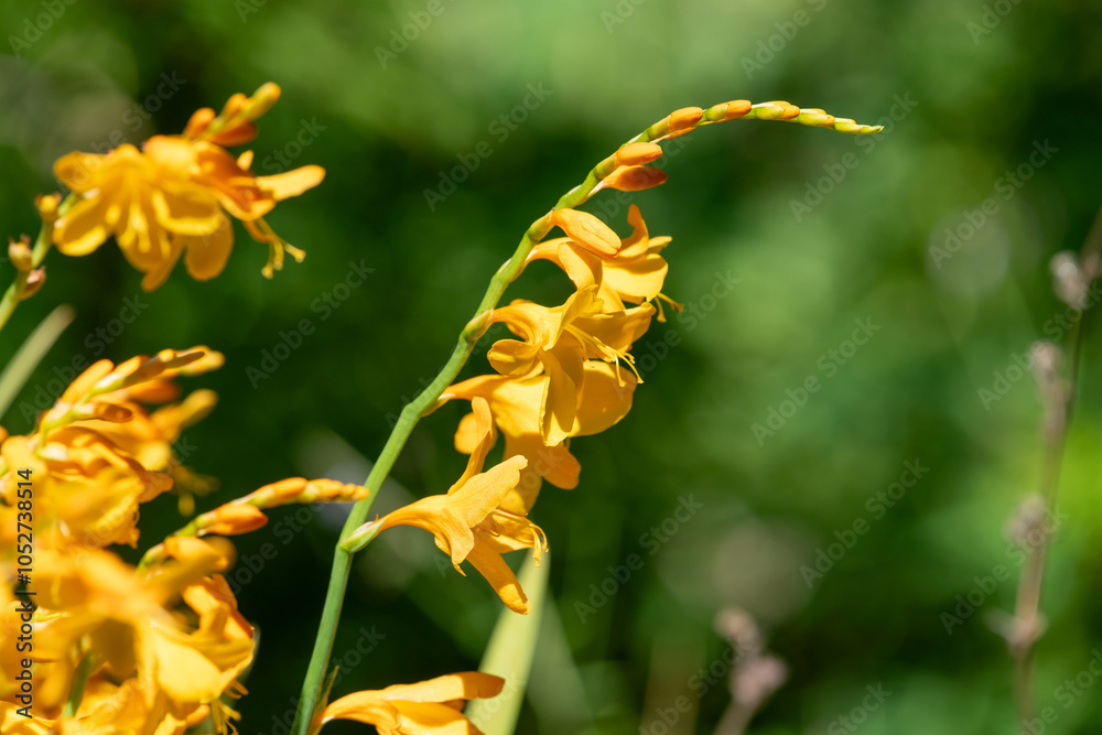 Close up of harlequin montbretia flowers in bloom Close up of harlequin montbretia flowers in bloom