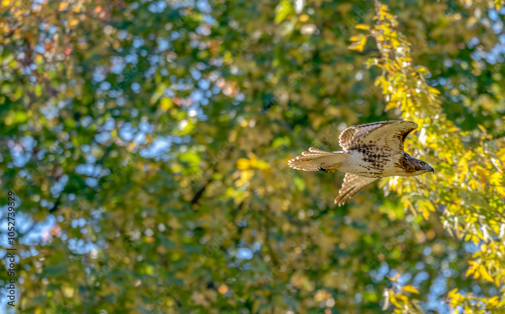 Red-tailed hawk in flight past trees with green, yellow and orange fall leaves. Red-tailed hawk in flight past trees with green, yellow and orange fall leaves.