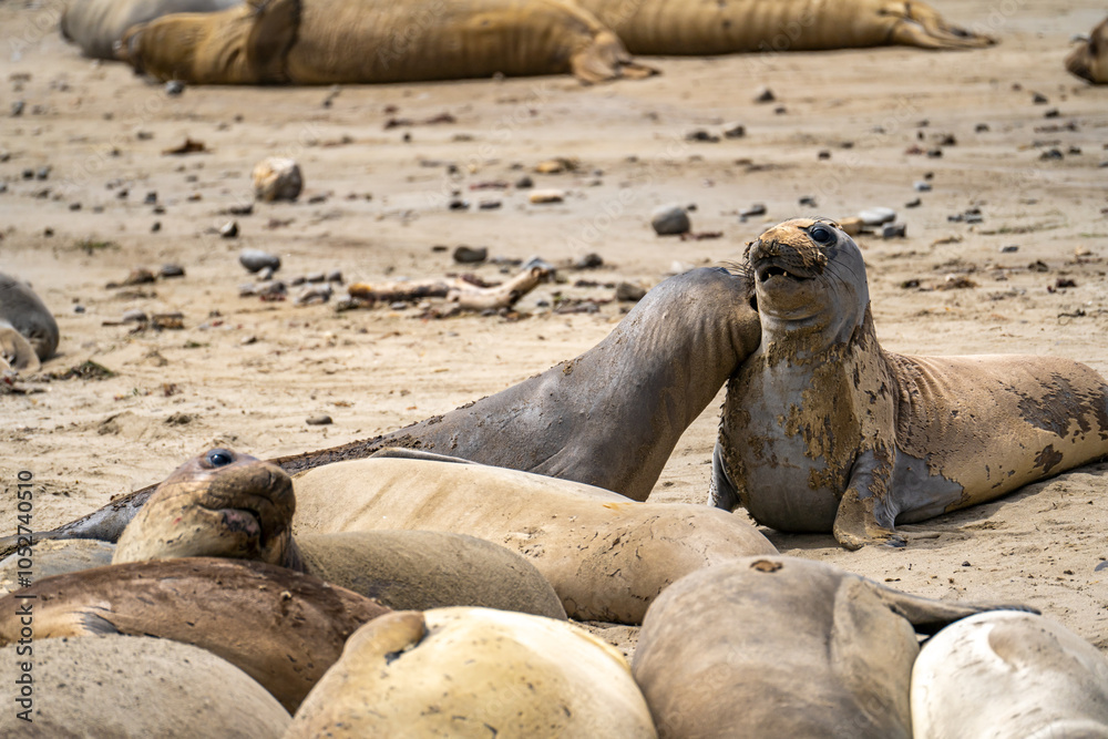 Fototapeta premium Young elephant seals play with each other.
