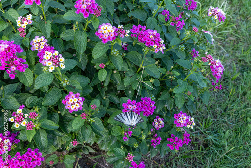 Lantana camara L. - Cloth of gold, Hedge flower, Lantana, Weeping lantana, White sage. Colorful lantana camara blooming in summer garden. photo