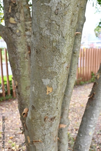 Griffith's ash (Fraxinus griffithii) fruits/Samara. Oleaceae evergreen tree. Spatula-shaped samara fruits are produced in autumn. photo