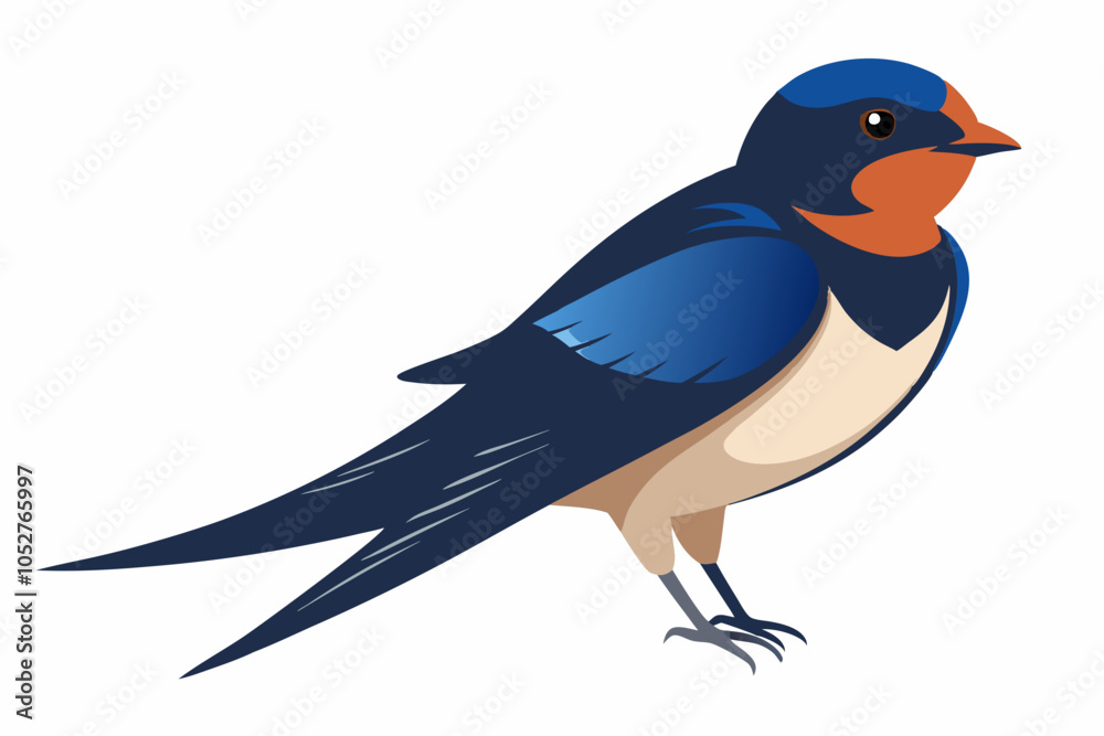 Obraz premium Barn Swallow, Hirundo rustica, perching against white background