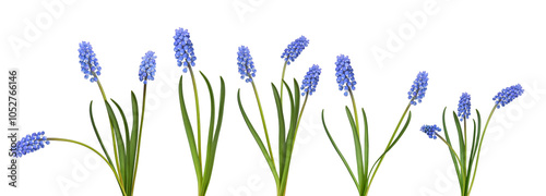 A set of variety of blue muscari flowers with a stem isolatd cutout on transparent
