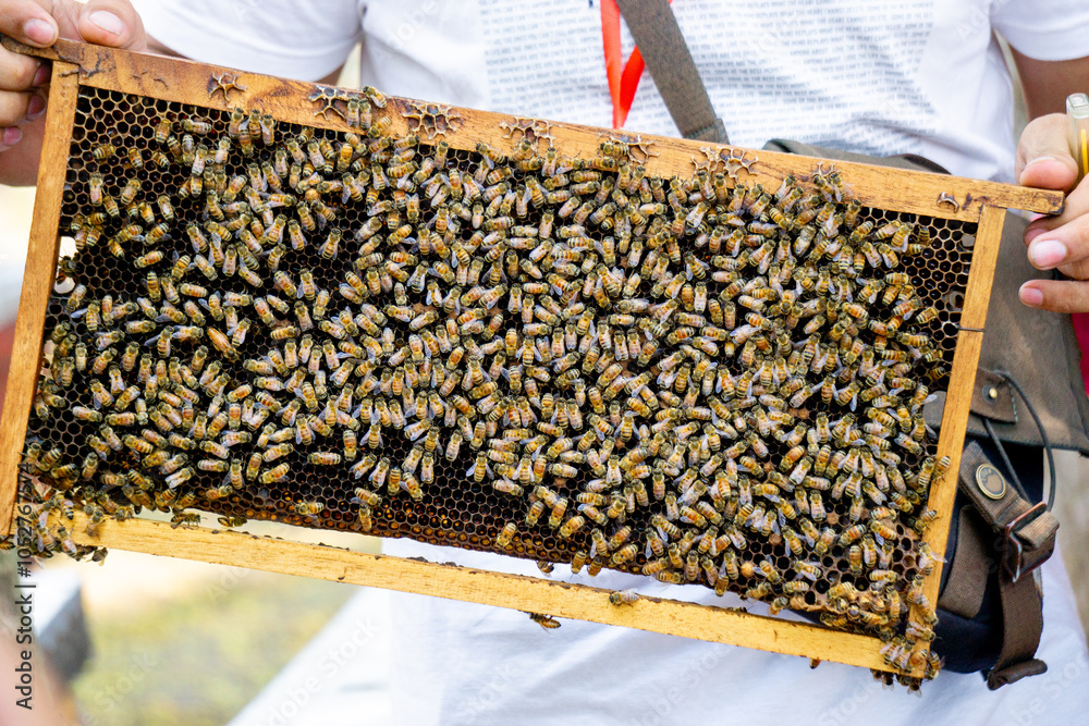 A group of honey bees in their hive. They work to collect nectar as food reserves.
A group of honey bees in their hive. They work to collect nectar as food reserves.