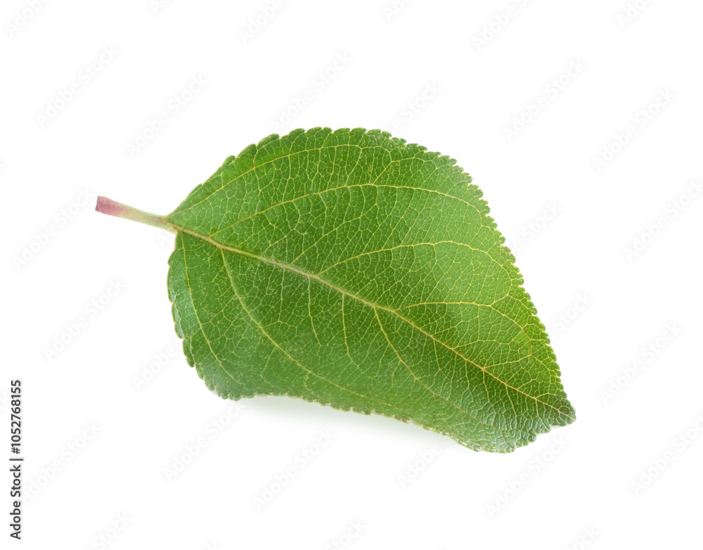 Obraz premium One fresh apple tree leaf isolated on white