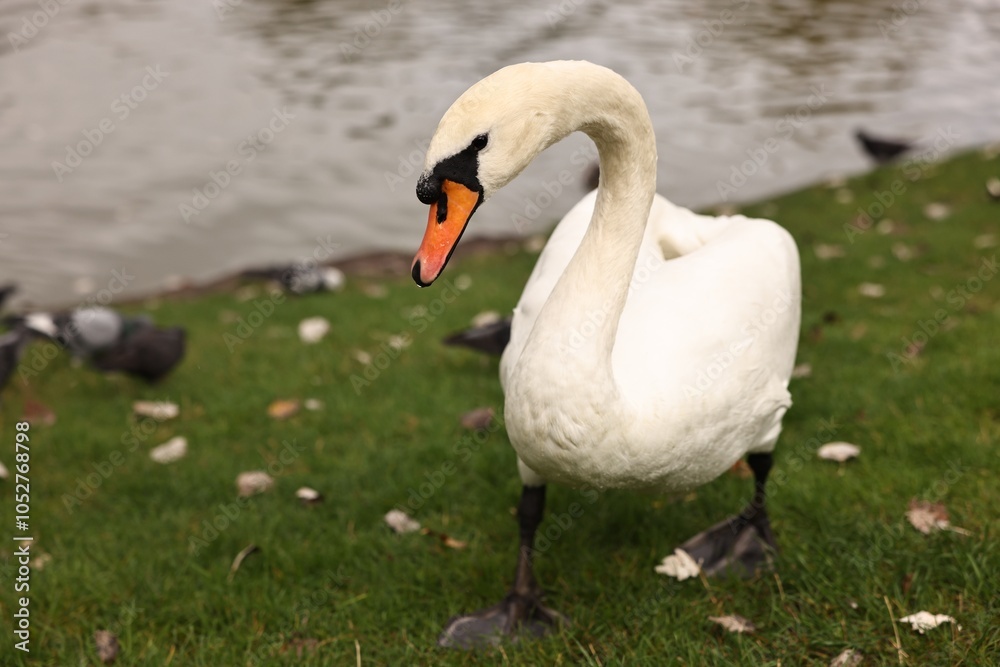 Beautiful white swan on green grass outdoors Beautiful white swan on green grass outdoors