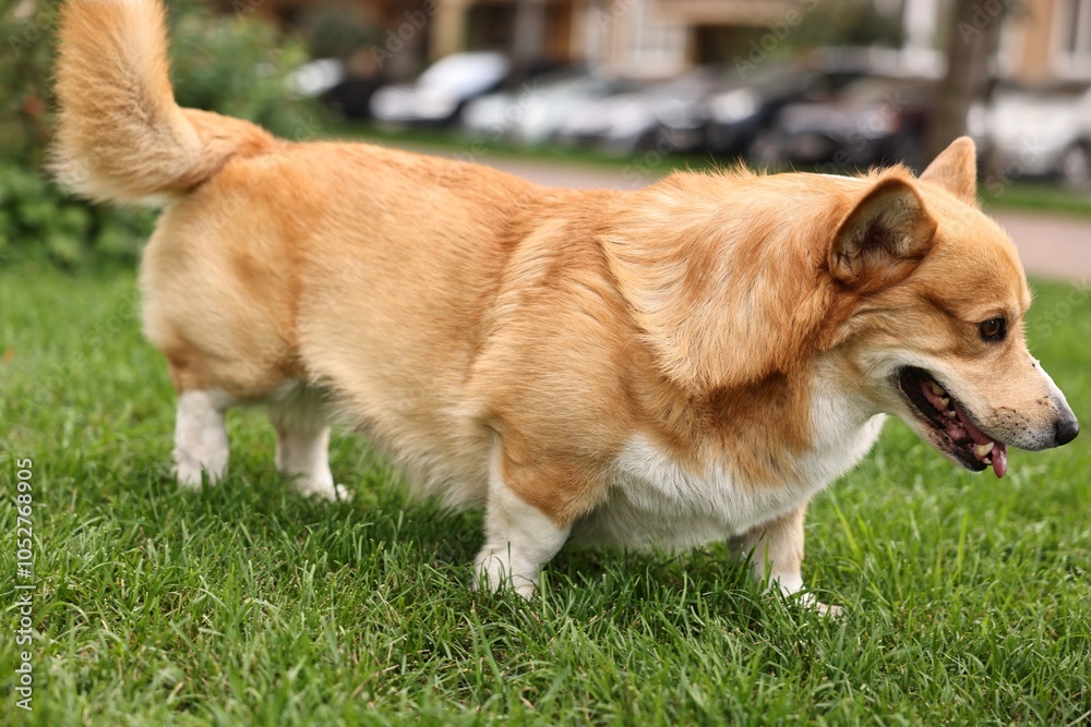 Pembroke Welsh Corgi on green grass in park Pembroke Welsh Corgi on green grass in park