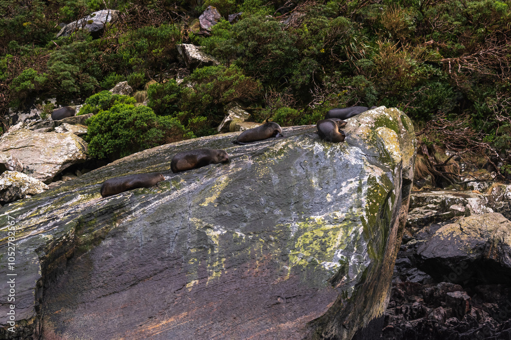 Lazy Days: Seals Sunbathing on Coastal Boulders Lazy Days: Seals Sunbathing on Coastal Boulders