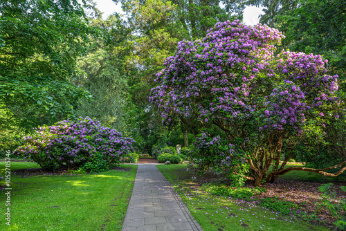 Flowering Rhododendron Trees in Spring, Germany