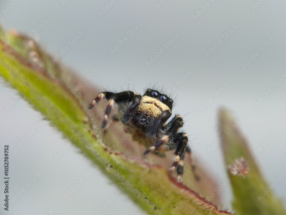 Fototapeta premium jumping spider on leaf