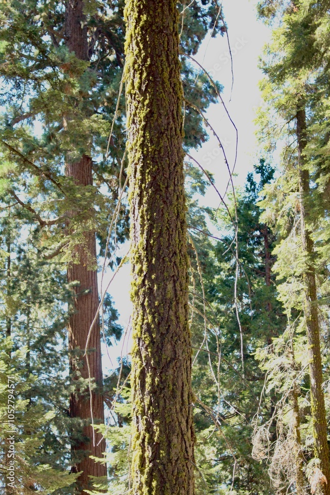 Fototapeta premium trees in the forest