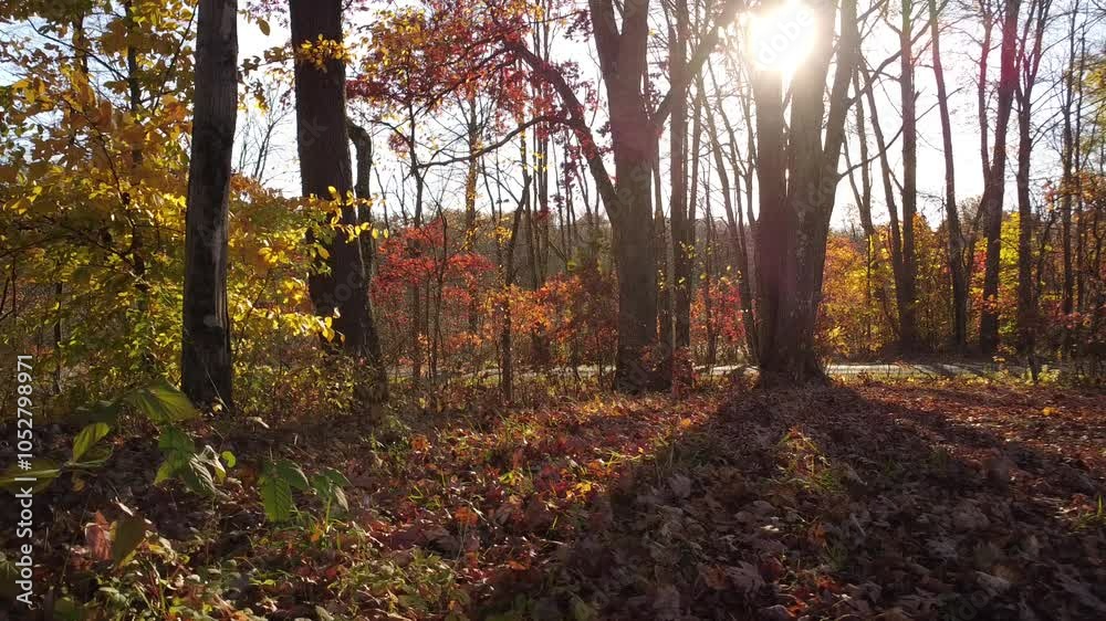 Autumn Video Autumn Video
