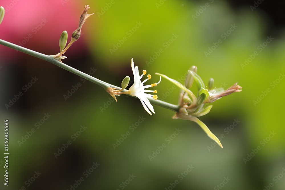 Spider Plant Flowering Stem with Buds and Blossoms Spider Plant Flowering Stem with Buds and Blossoms