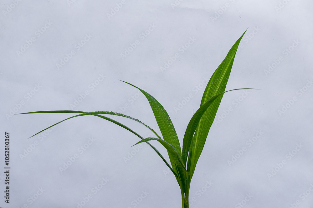 Fototapeta premium Dew on leaves, Water drops on green foliage on white background