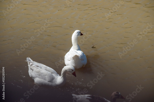 white geese swimming in the Parana river. Anser anser domesticus photo