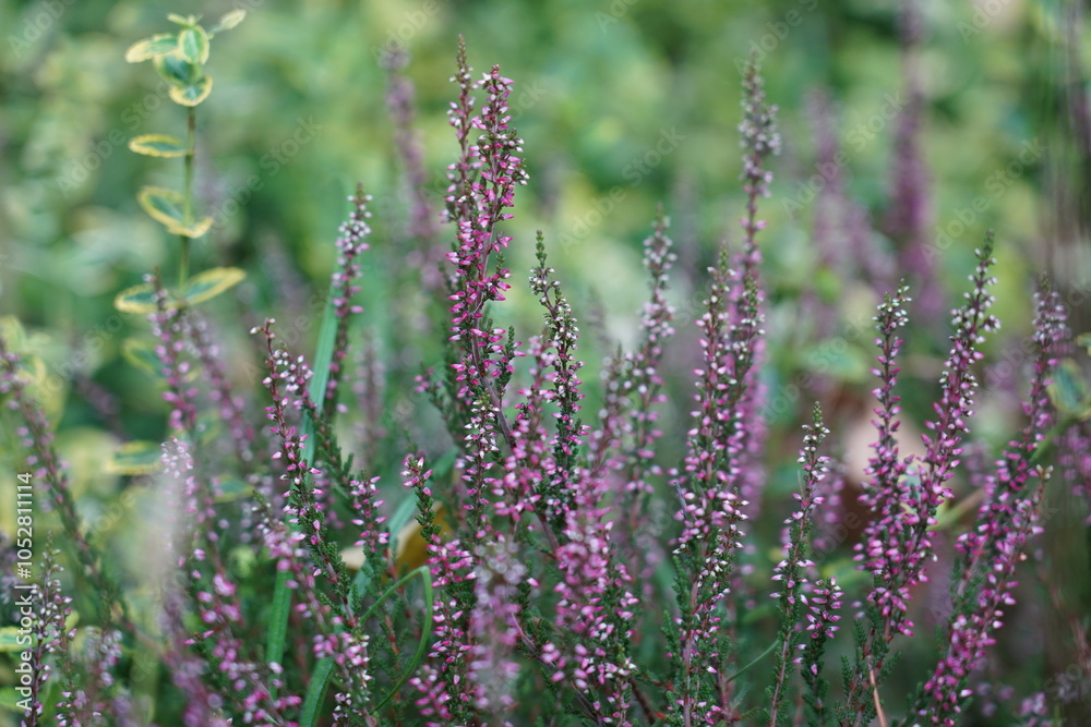 Obraz premium Blooming Heather in Vibrant Wild Meadow