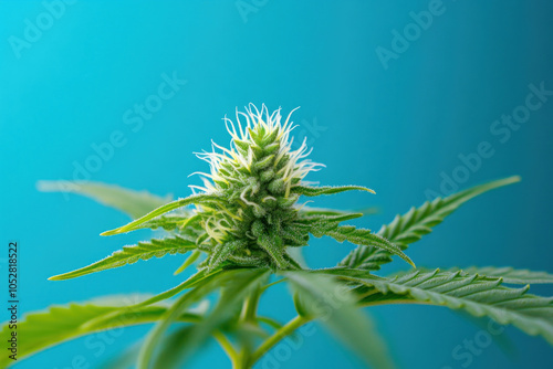 Cannabis plant against a blue background. photo