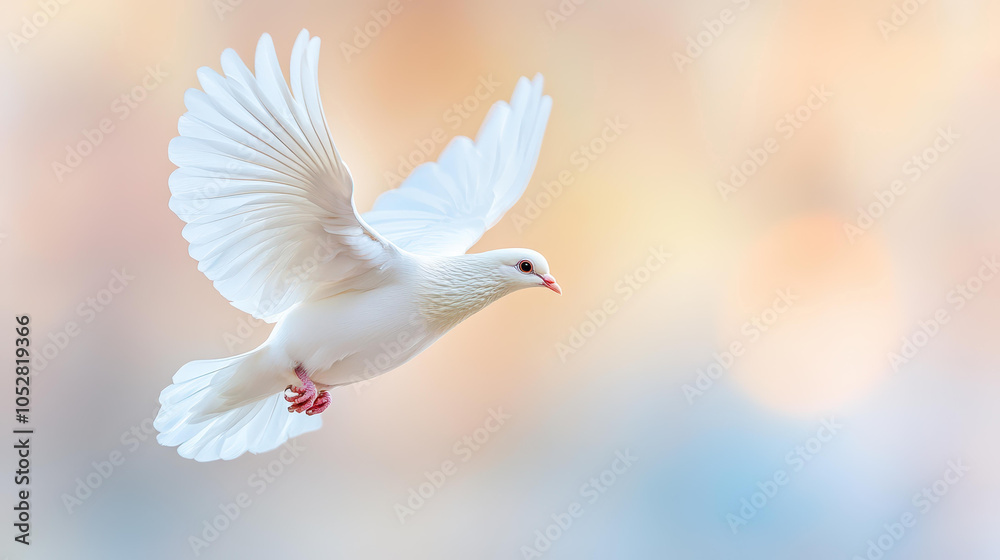 Fototapeta premium A stunning white dove takes flight, showcasing its elegance against a beautifully blurred backdrop.