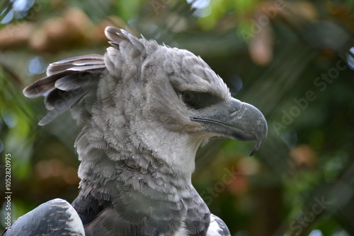 Photos Harpy Eagle, Águila Arpía, Summit, Panama