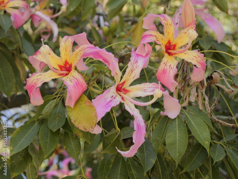 Flowers of the floss silk tree (Ceiba speciosa, syn. Chorisia speciosa ...
