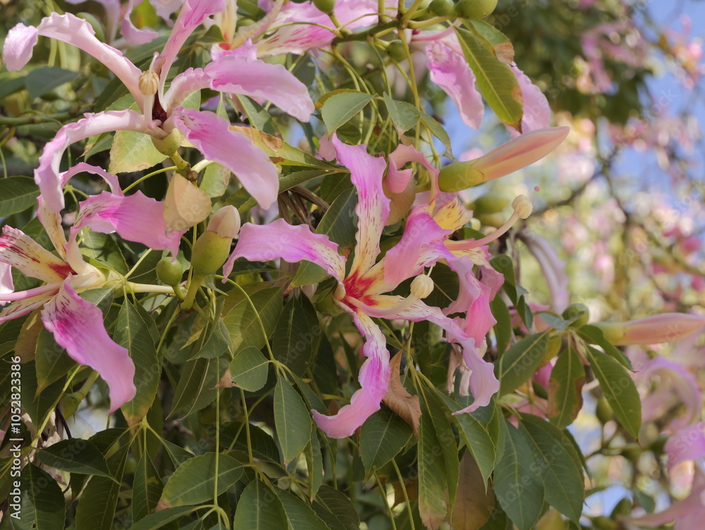 Flowers of the floss silk tree (Ceiba speciosa, syn. Chorisia speciosa ...