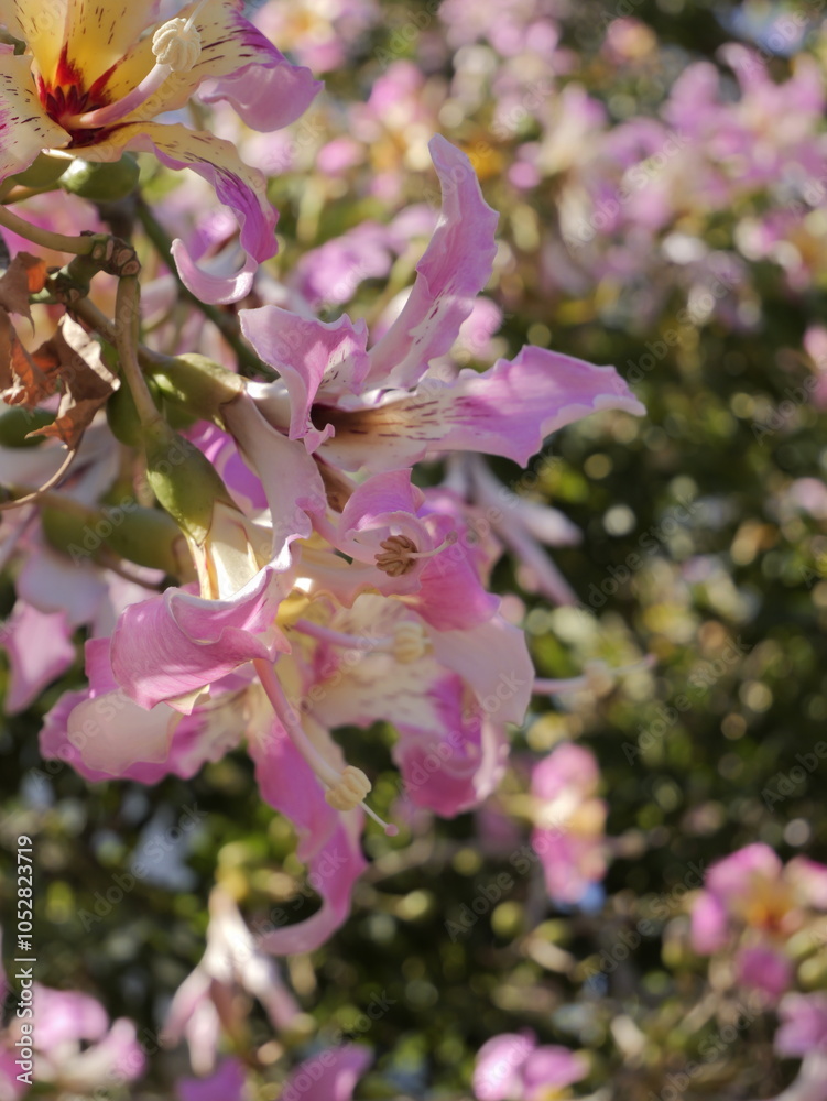Flowers of the floss silk tree (Ceiba speciosa, syn. Chorisia speciosa ...