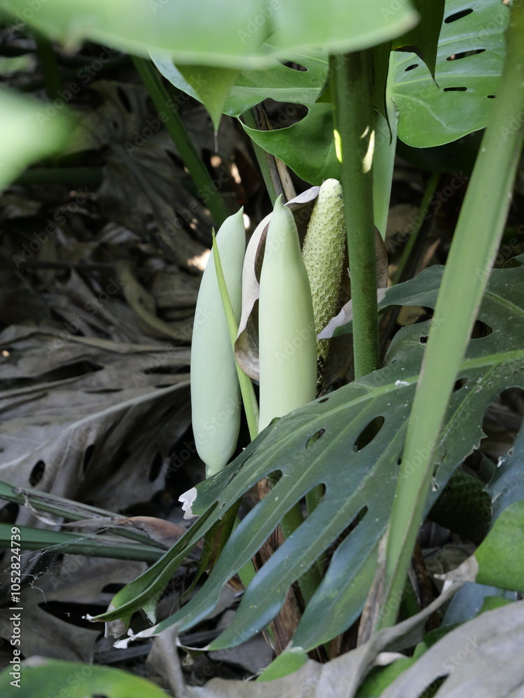 Obraz premium Flowers and fruit of the delicious monster (Monstera deliciosa) in city garden, Spain. Also, fruit salad plant, fruit salad tree, monster fruit, monsterio delicio, monstereo, Mexican breadfruit.