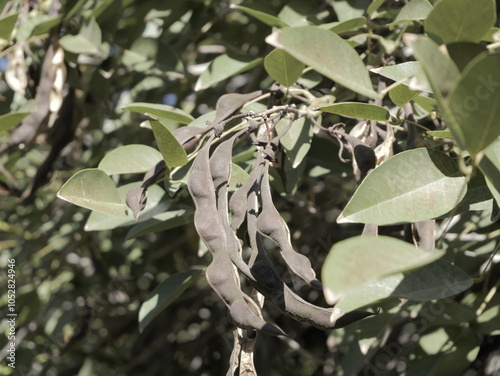 The legumes, ripe and opened dry pods with seeds of cockspur coral tree, ceibo (in Spanish) or corticeira (in Portuguese) in the autumn, an ornamental tree. Spain photo