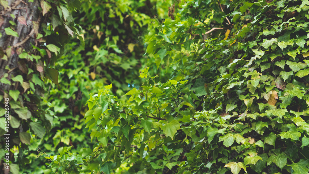 Close up ivy plant green leaves texture lush in a forest Close up ivy plant green leaves texture lush in a forest