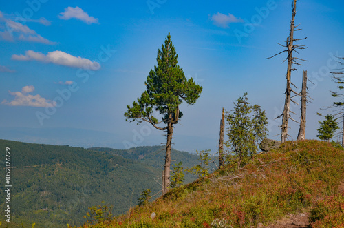 Fototapeta Naklejka Na Ścianę i Meble -  Multi-coloured panorama in the Beskid Mountains on the way to Barania Gora