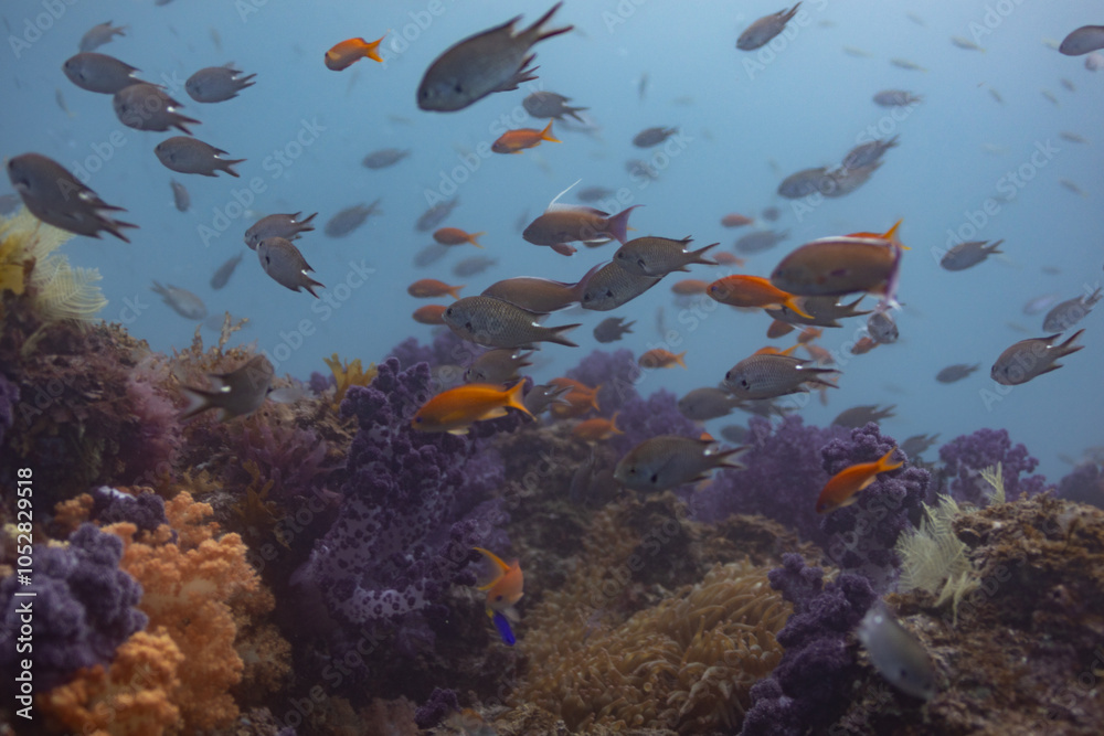 Fototapeta premium fish with rocks