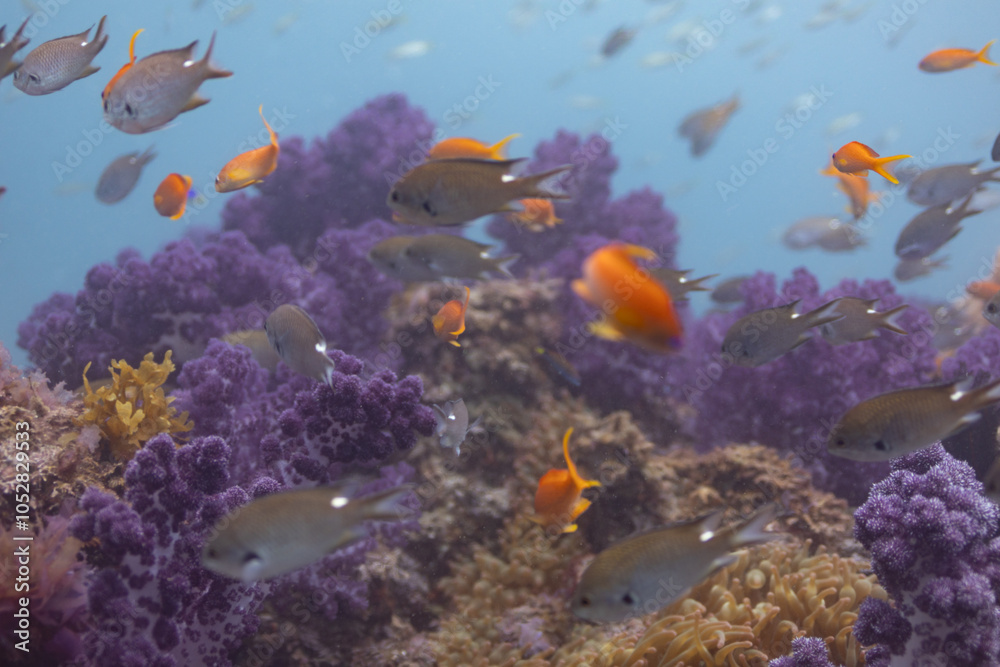 Naklejka premium fish with rocks 3