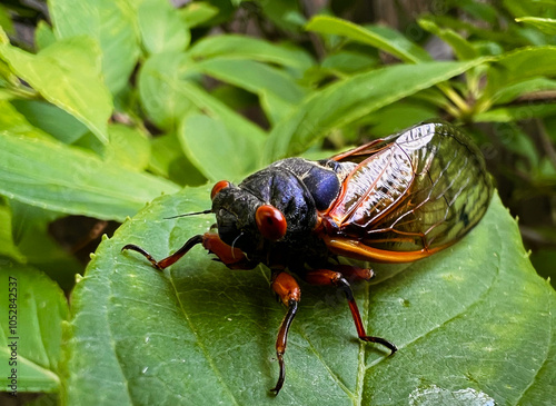 17 Year Illinois Cicada photo