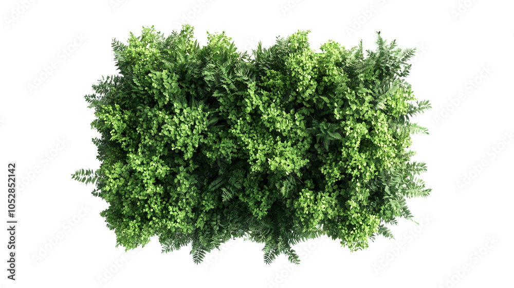 Obraz premium Rainforest canopy top view on white background