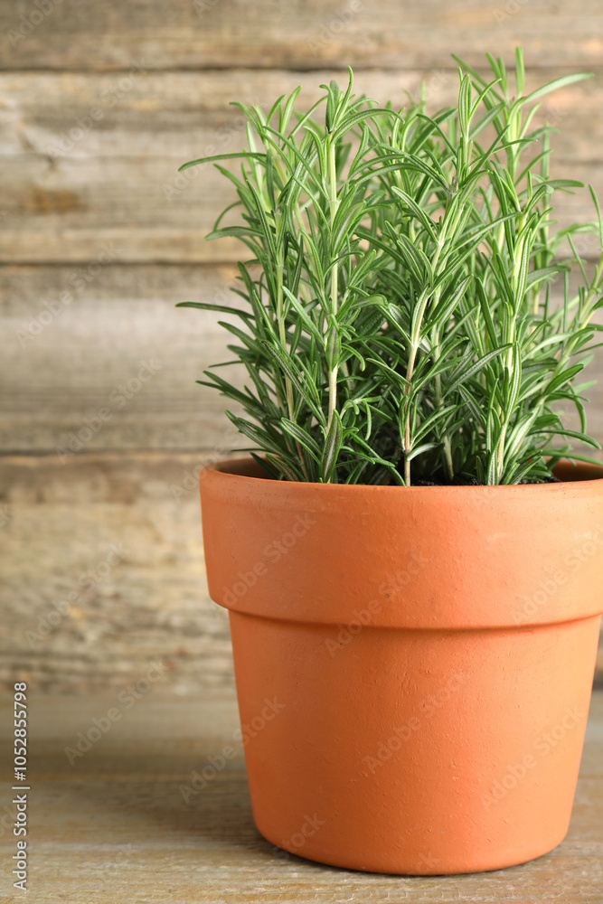 Fototapeta premium Aromatic rosemary plant in pot on wooden table, closeup