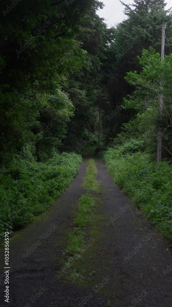 Sendero rural rodeado de exuberante vegetación y árboles altos en un bosque tranquilo, con luz tenue que resalta el verde musgo del camino Sendero rural rodeado de exuberante vegetación y árboles altos en un bosque tranquilo, con luz tenue que resalta el verde musgo del camino