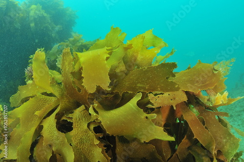 Tangled fronds of brown algae Ecklonia radiata in shallow murky bay. Location: Leigh new Zealand photo