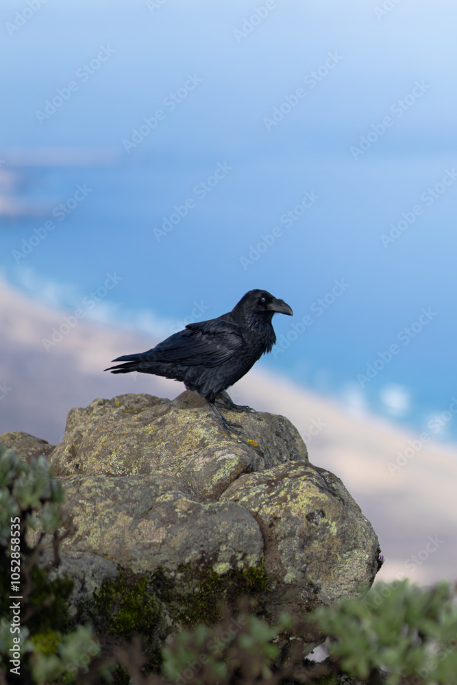 Fototapeta premium Rabe auf Fuerteventura 2