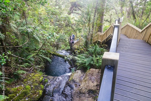 Stream and boardwalk on the forest trail of the Fairy Falls Walk in thw Waitakere Ranges, Henderson, Auckland, New Zealand. photo