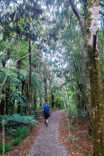 Forest trail of the Fairy Falls Walk in thw Waitakere Ranges, Henderson, Auckland, New Zealand. photo