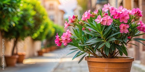 Pink oleander in a pot on a flower-filled street
